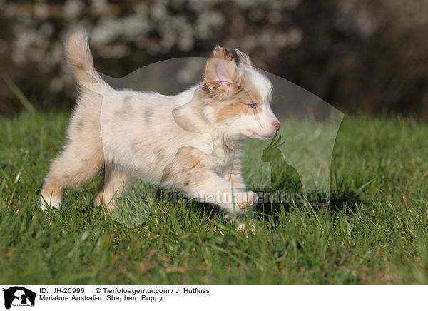 Miniature Australian Shepherd Welpe / Miniature Australian Shepherd Puppy / JH-20996