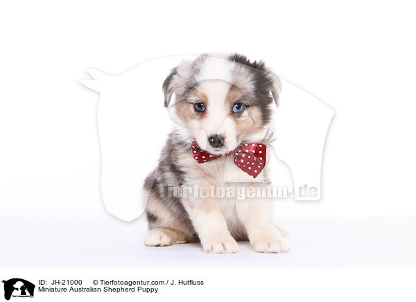 Miniature Australian Shepherd Welpe / Miniature Australian Shepherd Puppy / JH-21000