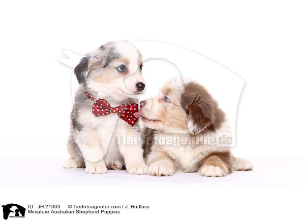 Miniature Australian Shepherd Welpen / Miniature Australian Shepherd Puppies / JH-21003