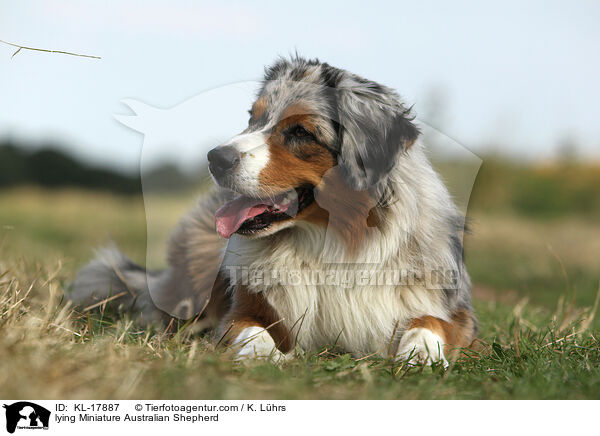 liegender Miniature Australian Shepherd / lying Miniature Australian Shepherd / KL-17887