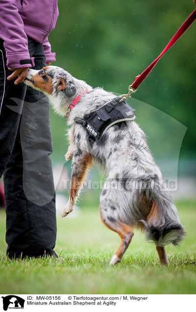 Miniature Australian Shepherd beim Agility / Miniature Australian Shepherd at Agility / MW-05156