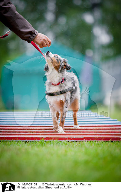 Miniature Australian Shepherd beim Agility / Miniature Australian Shepherd at Agility / MW-05157