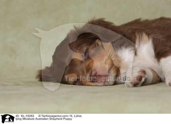 liegender Miniature Australian Shepherd Welpe / lying Miniature Australian Shepherd Puppy / KL-19262