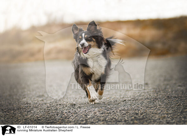 rennender Miniature Australian Shepherd / running Miniature Australian Shepherd / LF-01014