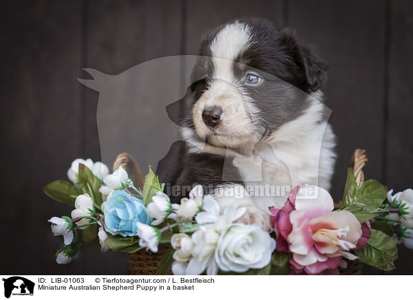 Miniature Australian Shepherd Welpe im Krbchen / Miniature Australian Shepherd Puppy in a basket / LIB-01063