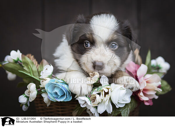 Miniature Australian Shepherd Welpe im Krbchen / Miniature Australian Shepherd Puppy in a basket / LIB-01064