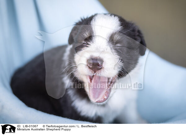 Miniature Australian Shepherd Welpe / Miniature Australian Shepherd Puppy / LIB-01067