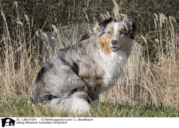 sitzender Miniature Australian Shepherd / sitting Miniature Australian Shepherd / LIB-01091