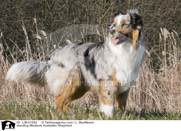 stehender Miniature Australian Shepherd / standing Miniature Australian Shepherd / LIB-01092