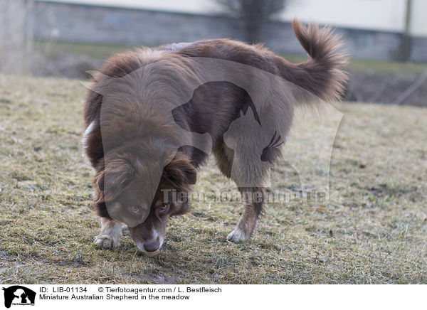 Miniature Australian Shepherd auf der Wiese / Miniature Australian Shepherd in the meadow / LIB-01134