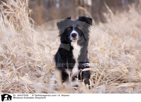 Miniature Australian Shepherd / Miniature Australian Shepherd / AH-01628