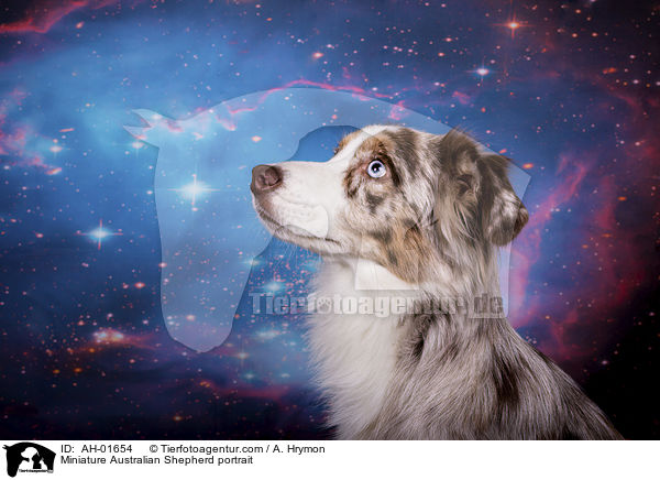 Miniature Australian Shepherd Portrait / Miniature Australian Shepherd portrait / AH-01654