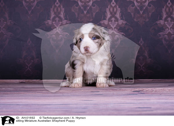 sitzender Miniature Australian Shepherd Welpe / sitting Miniature Australian Shepherd Puppy / AH-01692