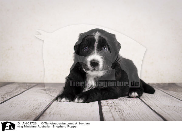 liegender Miniature Australian Shepherd Welpe / lying Miniature Australian Shepherd Puppy / AH-01726