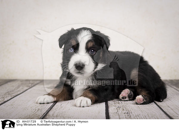 liegender Miniature Australian Shepherd Welpe / lying Miniature Australian Shepherd Puppy / AH-01729