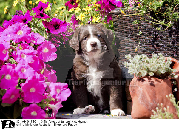 sitzender Miniature Australian Shepherd Welpe / sitting Miniature Australian Shepherd Puppy / AH-01740