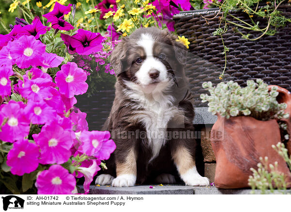 sitzender Miniature Australian Shepherd Welpe / sitting Miniature Australian Shepherd Puppy / AH-01742