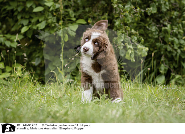 stehender Miniature Australian Shepherd Welpe / standing Miniature Australian Shepherd Puppy / AH-01767