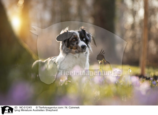 liegender Miniature Australian Shepherd / lying Miniature Australian Shepherd / NC-01245