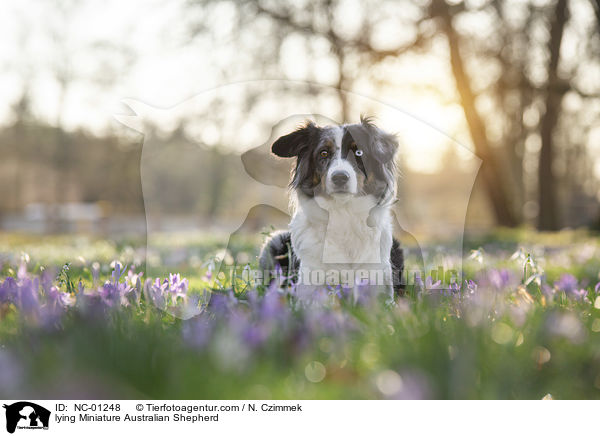 liegender Miniature Australian Shepherd / lying Miniature Australian Shepherd / NC-01248