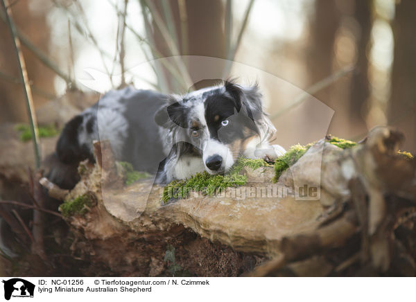 liegender Miniature Australian Shepherd / lying Miniature Australian Shepherd / NC-01256
