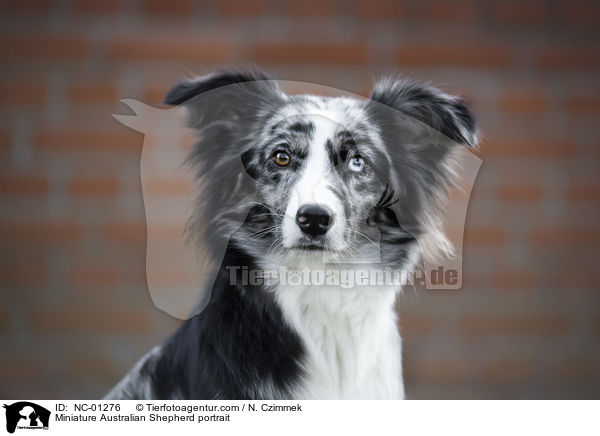 Miniature Australian Shepherd Portrait / Miniature Australian Shepherd portrait / NC-01276