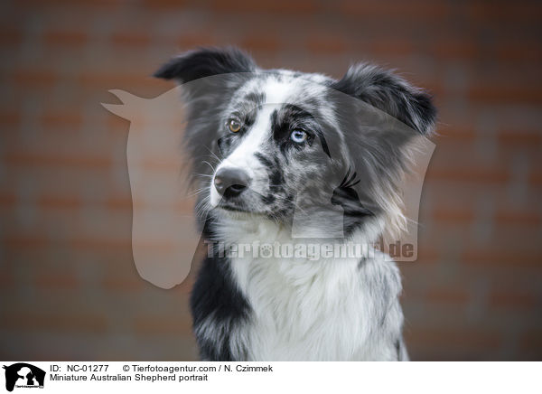 Miniature Australian Shepherd Portrait / Miniature Australian Shepherd portrait / NC-01277