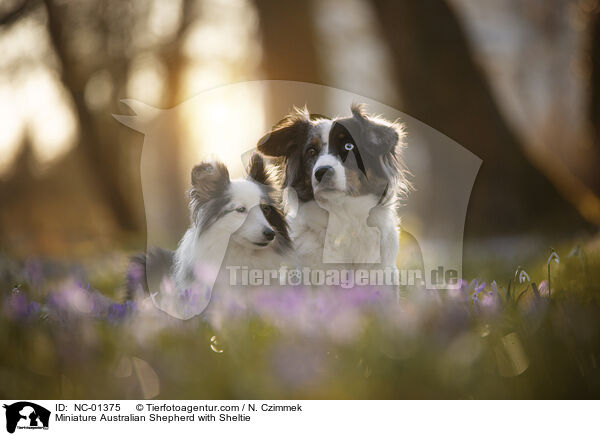 Miniature Australian Shepherd mit Sheltie / Miniature Australian Shepherd with Sheltie / NC-01375