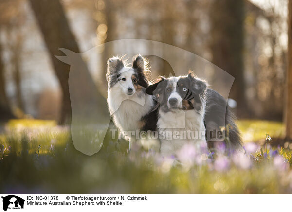 Miniature Australian Shepherd mit Sheltie / Miniature Australian Shepherd with Sheltie / NC-01378