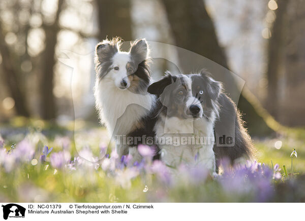 Miniature Australian Shepherd mit Sheltie / Miniature Australian Shepherd with Sheltie / NC-01379