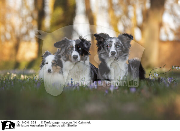 Miniature Australian Shepherds mit Sheltie / Miniature Australian Shepherds with Sheltie / NC-01393