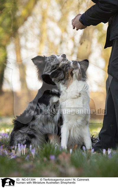 Mensch mit Miniature Australian Shepherds / human with Miniature Australian Shepherds / NC-01394