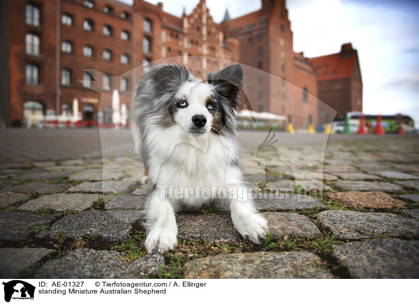 stehender Miniature Australian Shepherd / standing Miniature Australian Shepherd / AE-01327