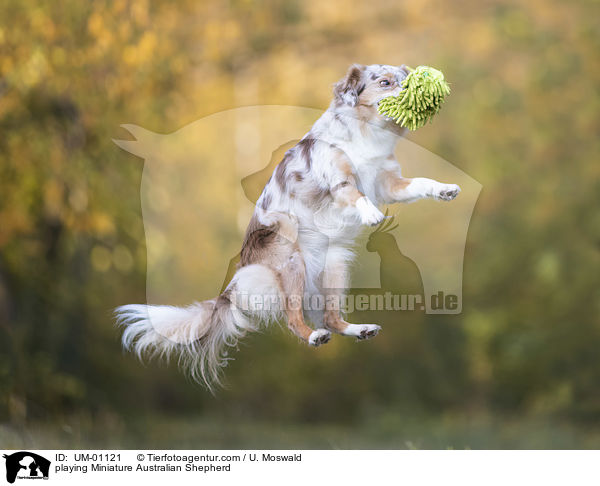 spielender Miniature Australian Shepherd / playing Miniature Australian Shepherd / UM-01121