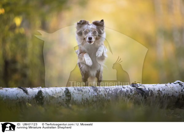 rennender Miniature Australian Shepherd / running Miniature Australian Shepherd / UM-01123