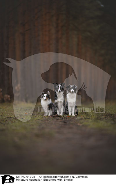 Miniature Australian Shepherd mit Sheltie / Miniature Australian Shepherd with Sheltie / NC-01398