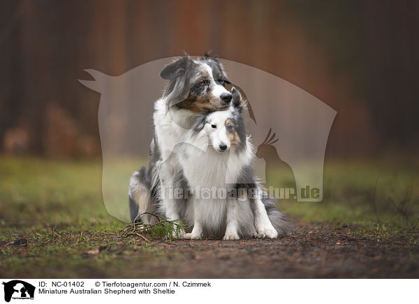 Miniature Australian Shepherd mit Sheltie / Miniature Australian Shepherd with Sheltie / NC-01402