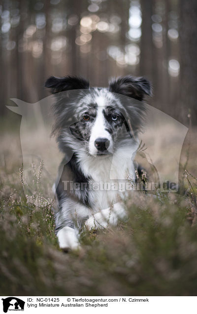 liegender Miniature Australian Shepherd / lying Miniature Australian Shepherd / NC-01425