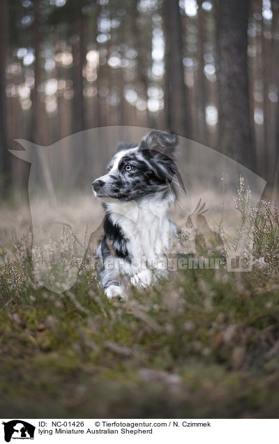 liegender Miniature Australian Shepherd / lying Miniature Australian Shepherd / NC-01426