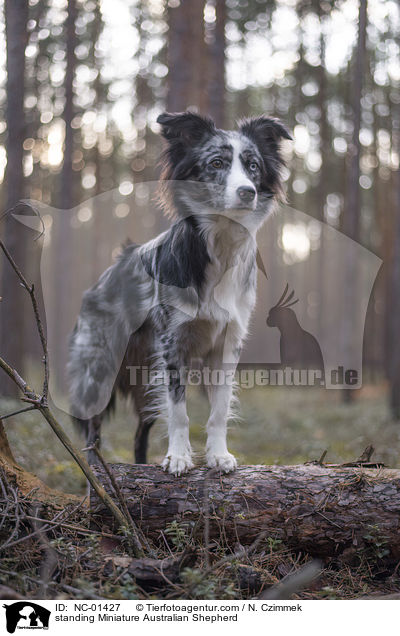 stehender Miniature Australian Shepherd / standing Miniature Australian Shepherd / NC-01427