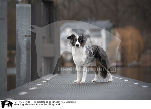 stehender Miniature Australian Shepherd / standing Miniature Australian Shepherd / NC-01436