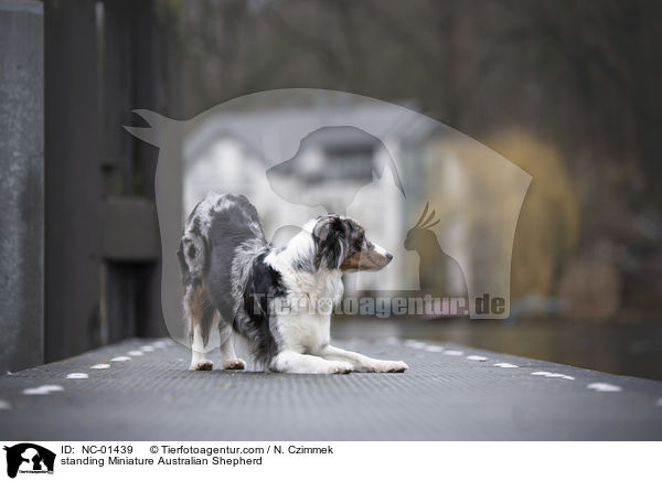 stehender Miniature Australian Shepherd / standing Miniature Australian Shepherd / NC-01439