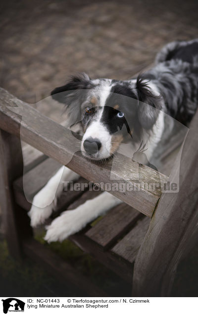 liegender Miniature Australian Shepherd / lying Miniature Australian Shepherd / NC-01443