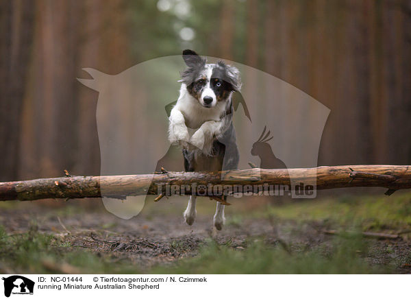 rennender Miniature Australian Shepherd / running Miniature Australian Shepherd / NC-01444