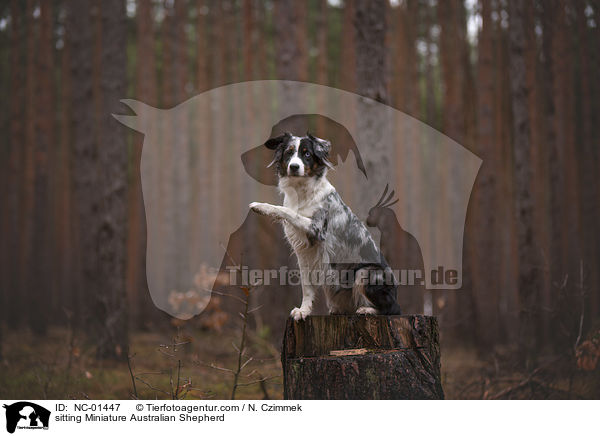 sitzender Miniature Australian Shepherd / sitting Miniature Australian Shepherd / NC-01447