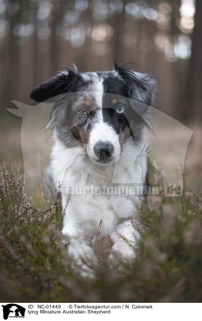 liegender Miniature Australian Shepherd / lying Miniature Australian Shepherd / NC-01449