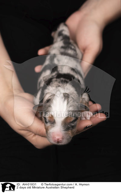 2 Tage alte Miniature Australian Shepherd / 2 days old Miniature Australian Shepherd / AH-01831