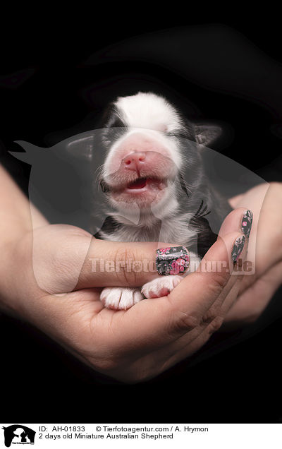 2 Tage alte Miniature Australian Shepherd / 2 days old Miniature Australian Shepherd / AH-01833