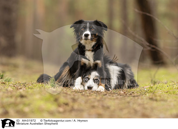 Miniature Australian Shepherd / Miniature Australian Shepherd / AH-01972