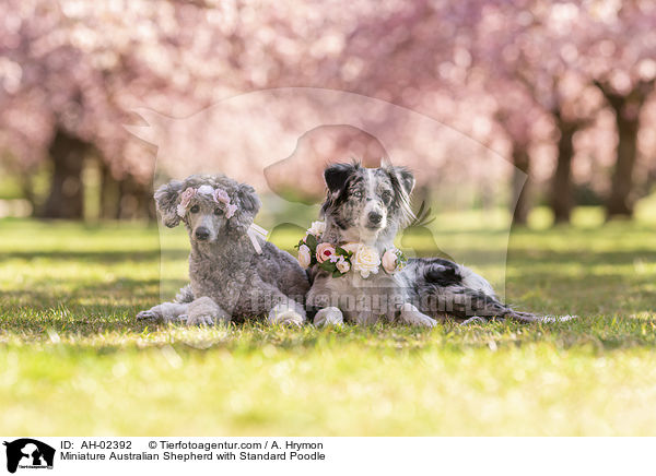 Miniature Australian Shepherd mit Kleinpudel / Miniature Australian Shepherd with Standard Poodle / AH-02392